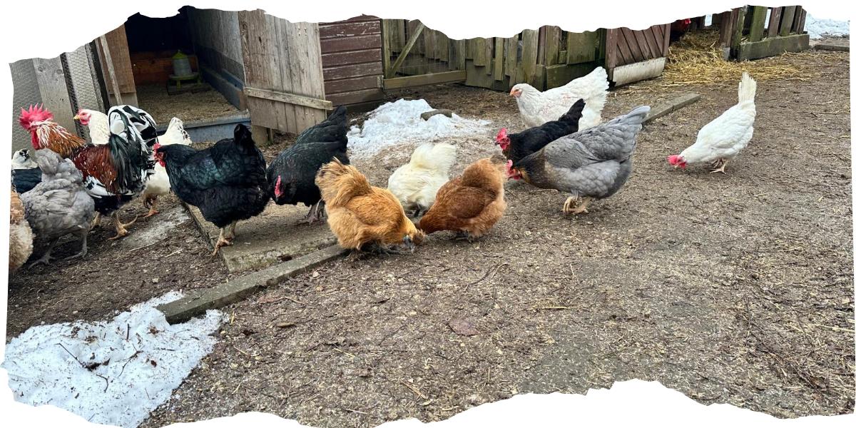 WhatsApp Image 2026-02-08 at 16.04.27 (4)